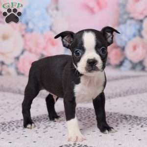 Jerry, Boston Terrier Puppy